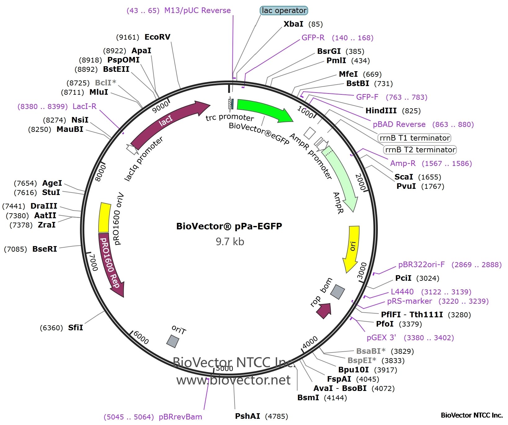 pPA-EGFP BioVector® plasmid-BioVector NTCC质粒载体菌株细胞蛋白抗体基因保藏中心