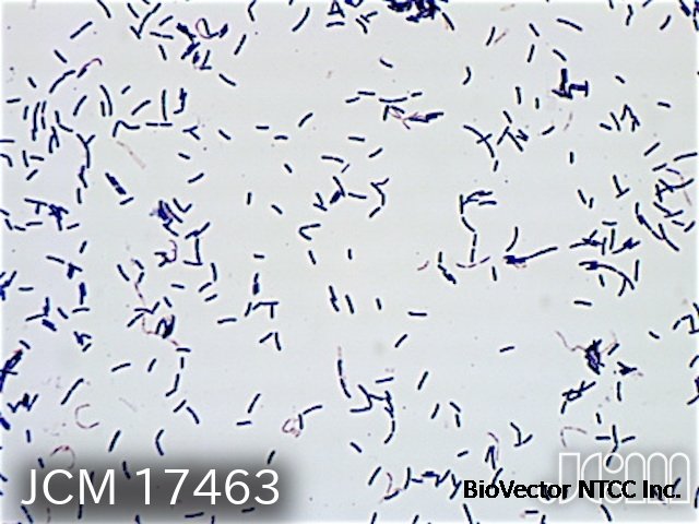 JCM 17463 - JCM Catalogue