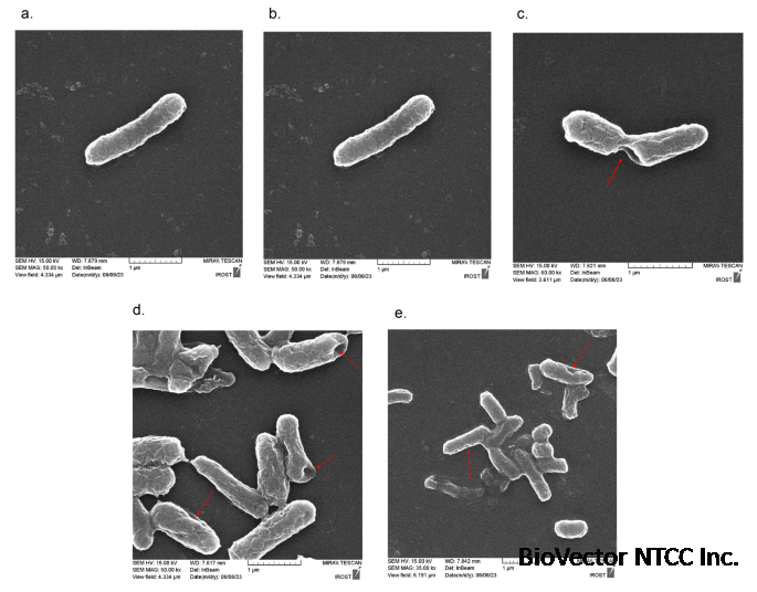 Comparative analysis of Escherichia coli Nissle 1917 ghosts quality:a study of two chemical methods | Archives of Microbiology