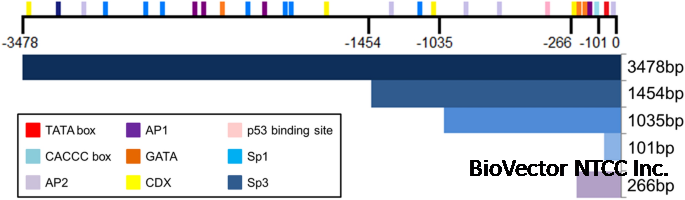 Characterization of the regulatory 5′-flanking region of bovine mucin 2 (MUC2) gene | Molecular and Cellular Biochemistry