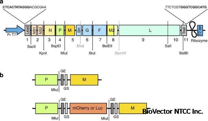 Visualizing the replication of respiratory syncytial virus in cells and in living mice | Nature Communications