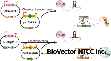Combining CRISPR–Cpf1 and Recombineering Facilitates Fast and Efficient Genome Editing in Escherichia coli - ScienceDirect