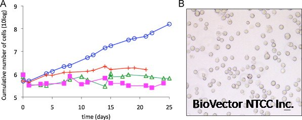 Adaptation of a Madin–Darby canine kidney cell line to suspension growth in  serum-free media and comparison of its ability to produce avian influenza  virus to Vero and BHK21 cell lines - ScienceDirect