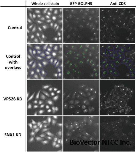 Hybridoma Cell Culture - an overview | ScienceDirect Topics