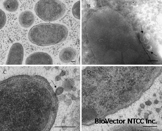 Ultrastructural Analysis of the Extracellular Matter Secreted by the  Psychrotolerant Bacterium Pseudoalteromonas antarctica NF3 | Microbial  Ecology