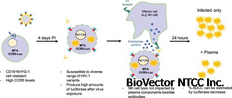 A new cell line for assessing HIV-1 antibody dependent cellular cytotoxicity against a broad range of variants - ScienceDirect