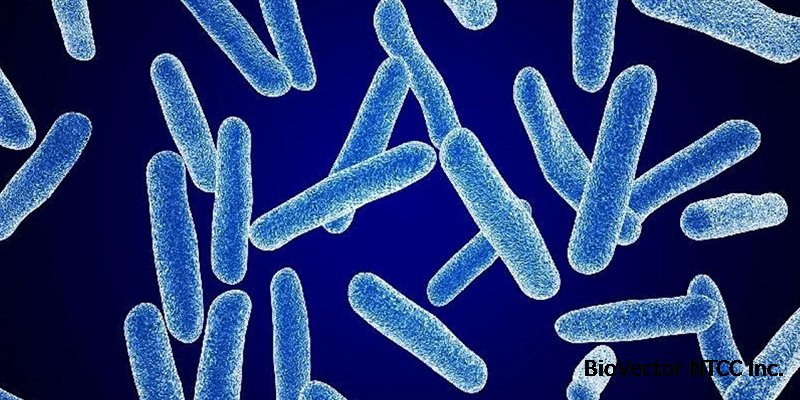 Eubacterium ramulus - Пробиотики Нормофлорины - живые лакто- и  бифидобактерии