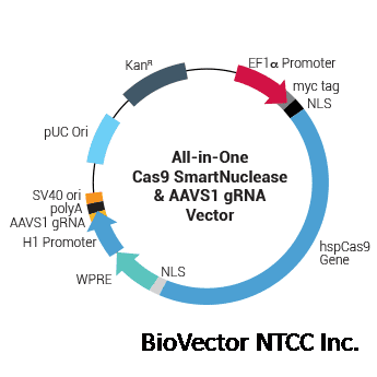 All-in-one Cas9 SmartNuclease™ & AAVS1 gRNA Plasmid