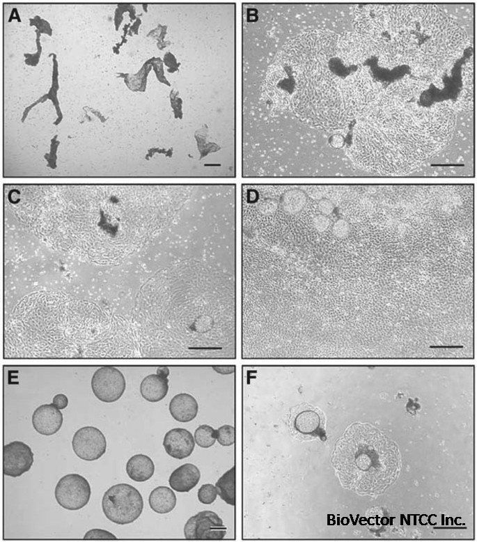 Bovine Trophoblast Cell Culture Systems | SpringerLink