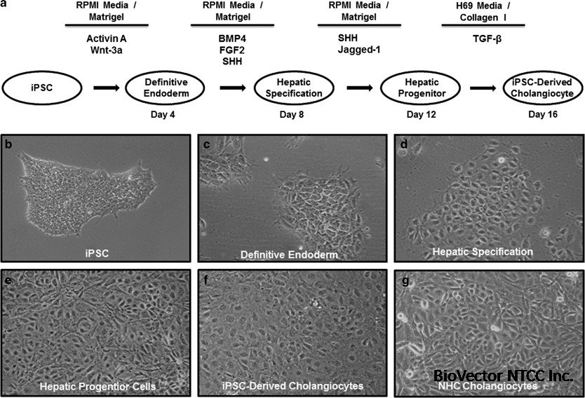Development and characterization of human-induced pluripotent stem cell-derived cholangiocytes | Laboratory Investigation