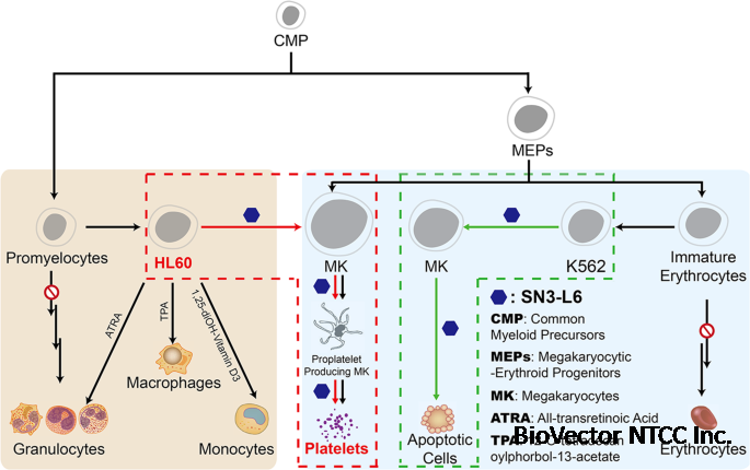 Induction of differentiation of the acute myeloid leukemia cell line (HL-60) by a securinine dimer | Cell Death Discovery