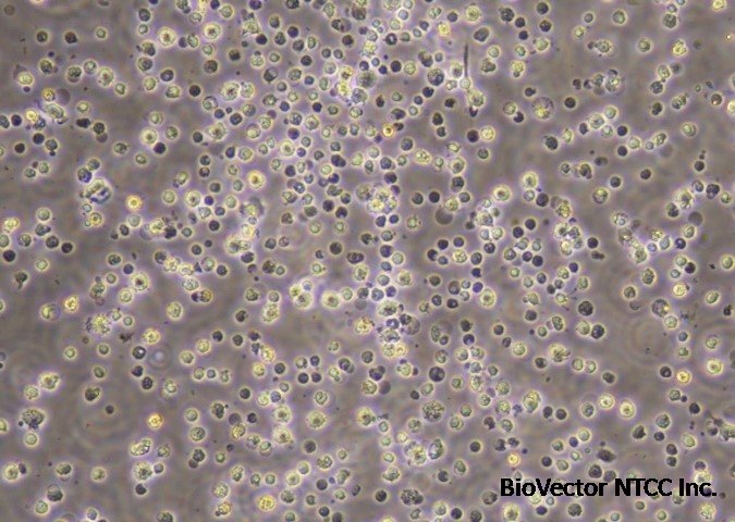 Explore Primary Kupffer Cells, the Macrophages of the Liver | LifeNet  Health LifeSciences