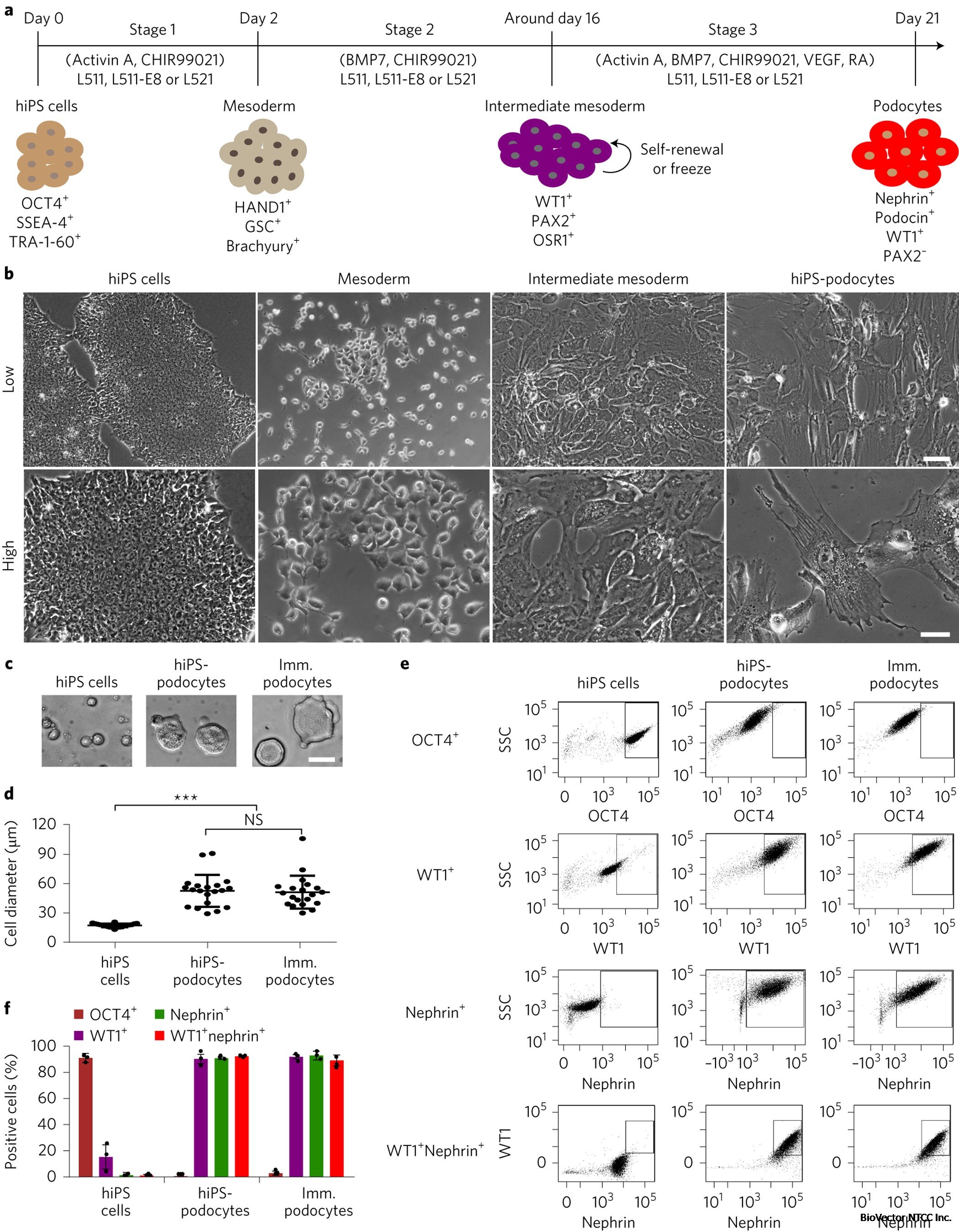 Mature induced-pluripotent-stem-cell-derived human podocytes reconstitute kidney glomerular-capillary-wall function on a chip | Nature Biomedical Engineering