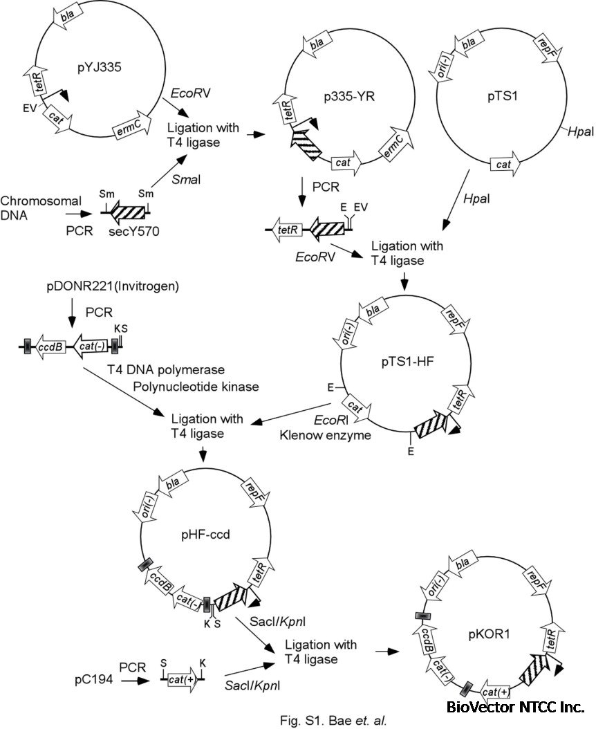 Allelic replacement in Staphylococcus aureus with inducible  counter-selection - ScienceDirect