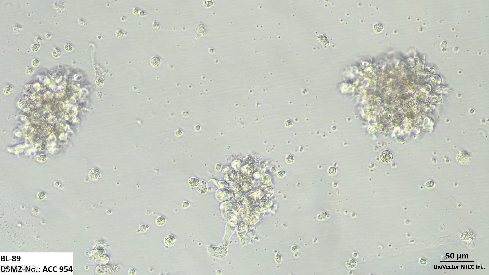 German Collection of Microorganisms and Cell Cultures GmbH:Welcome to the  Leibniz Institute DSMZ | BL-89