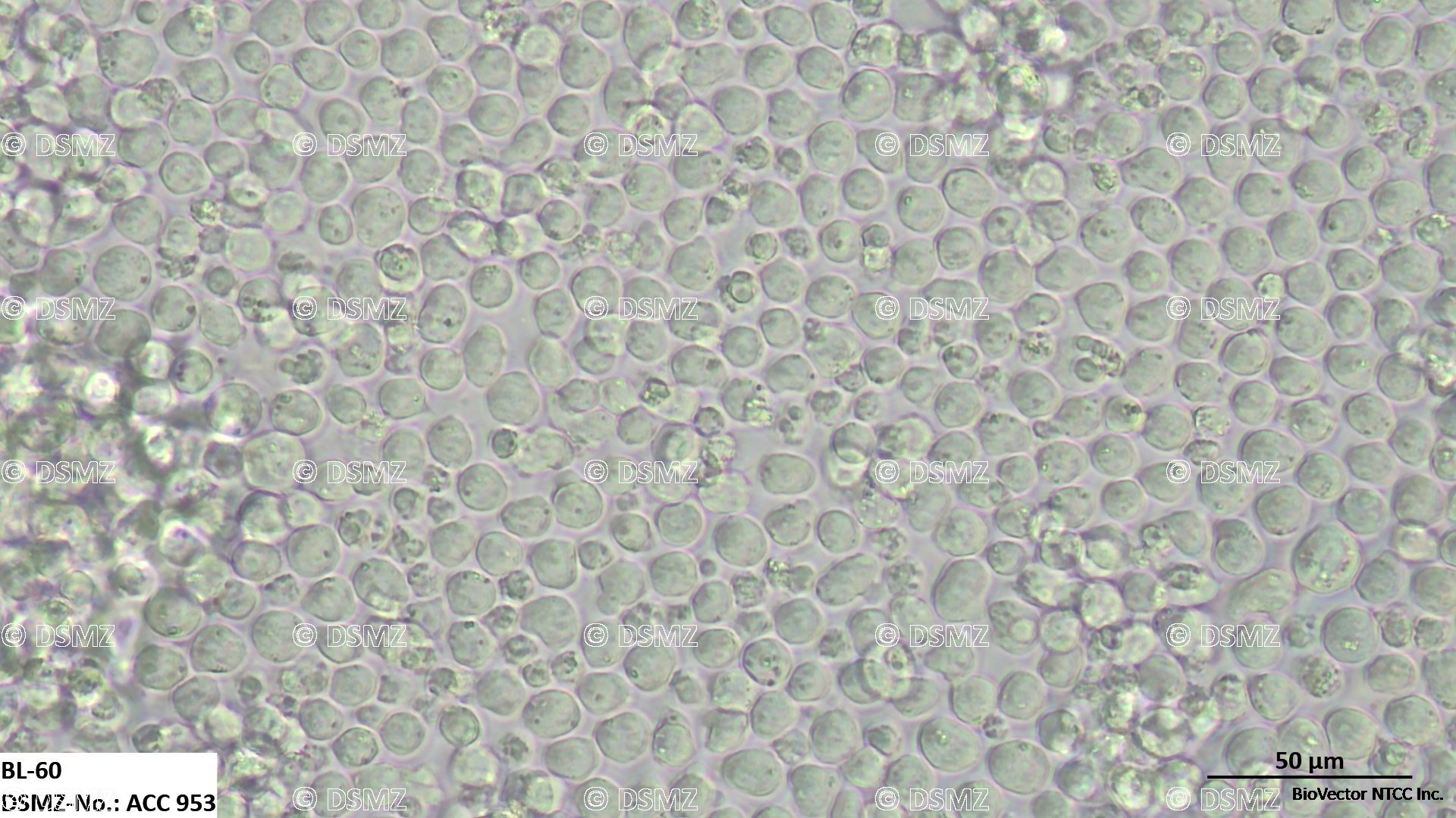 German Collection of Microorganisms and Cell Cultures GmbH:Welcome to the  Leibniz Institute DSMZ | BL-60