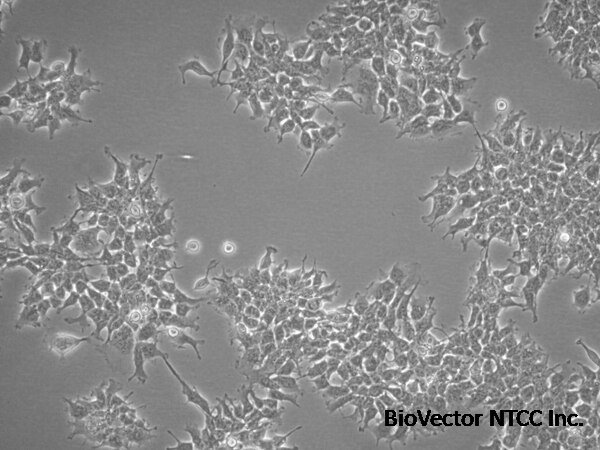 hERG1a/1b Inducible HEK293 Cell Line | SCC295