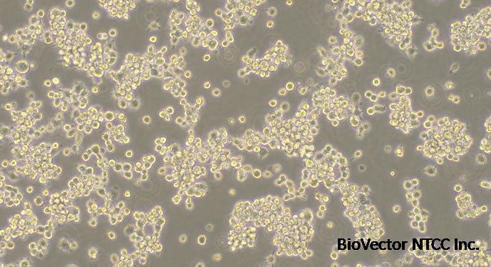CSI357Mu11 | Mouse MH-S Alveolarmacrophage Cells (MH-S) | Mus musculus (Mouse) USCN(Wuhan USCN Business Co., Ltd. )