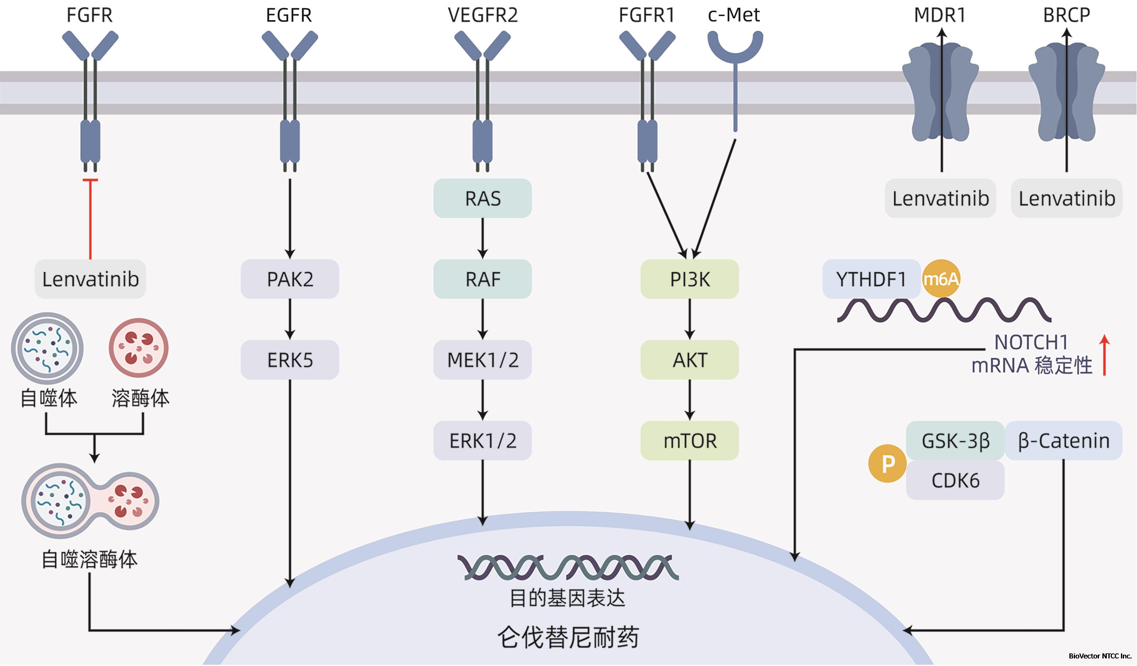 肝细胞癌仑伐替尼耐药的分子机制
