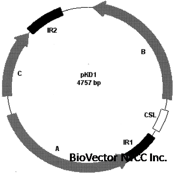 Heterologous expression of the Kluyveromyces marxianus  endopolygalacturonase gene (EPG1) using versatile autonomously replicating  vector for a wide range of host - ScienceDirect