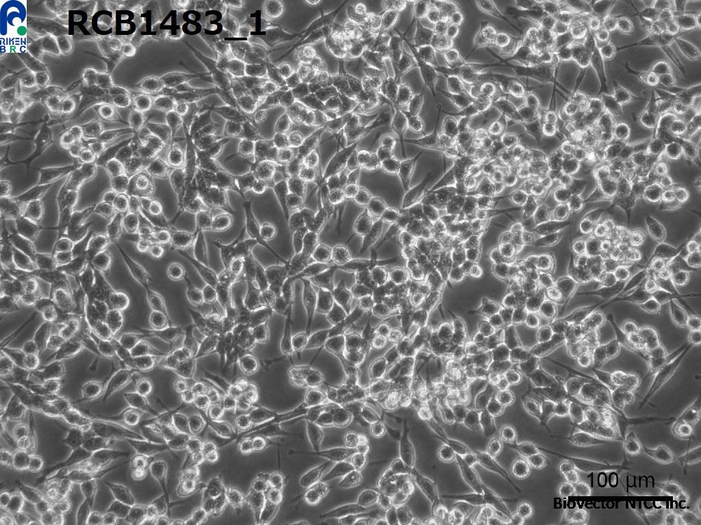 CELL SEARCH SYSTEM -CELL BANK- (RIKEN BRC) [RCB1483 :OV2944-HM-1]